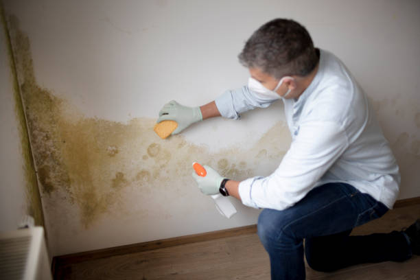 Best Real Estate Mold Inspection  in USA