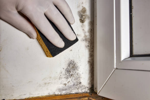 Best Emergency Mold Remediation  in USA